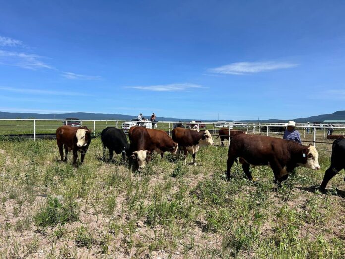 WhatsApp Image 2026-04-05 at 11.28.49 AM (1)